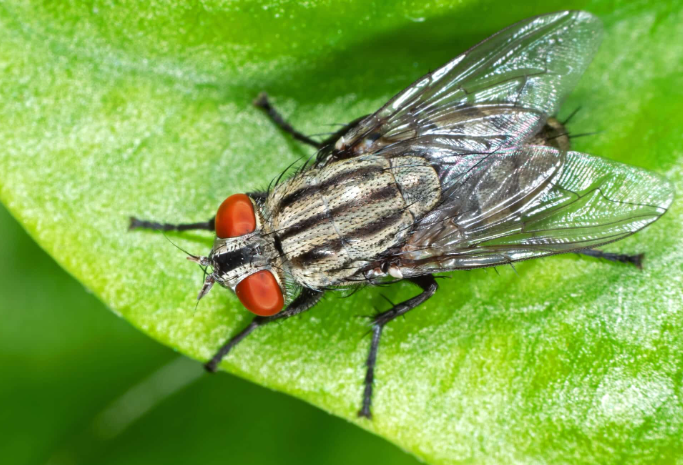 <p><span>Vectors for diseases like African sleeping sickness (tsetse flies) and Leishmaniasis (sandflies).</span></p>
