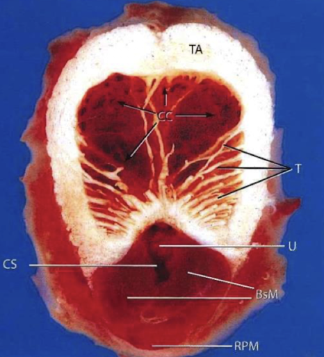 <p>Which species belongs to? </p>