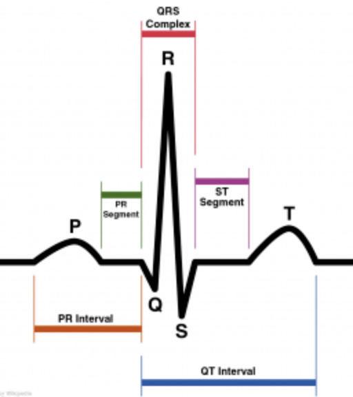 <ul><li><p><strong>Ventricular </strong><span style="color: blue;"><strong>depolarization</strong></span><strong> and </strong><span style="color: red;"><strong>repolarization</strong></span></p><ul><li><p>Beginning of QRS to end of T wave</p></li></ul></li><li><p>Varies with HR</p></li><li><p><strong>Normal: MEN - &lt;0.45sec; WOMEN: &lt;0.46</strong></p></li></ul><p></p>