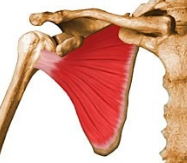 <p>what muscle is this?</p>