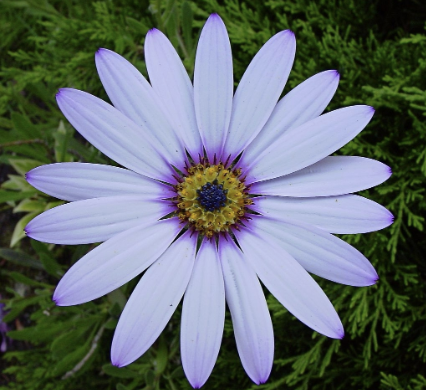 <p>What kind of flower symmetry is this?</p>