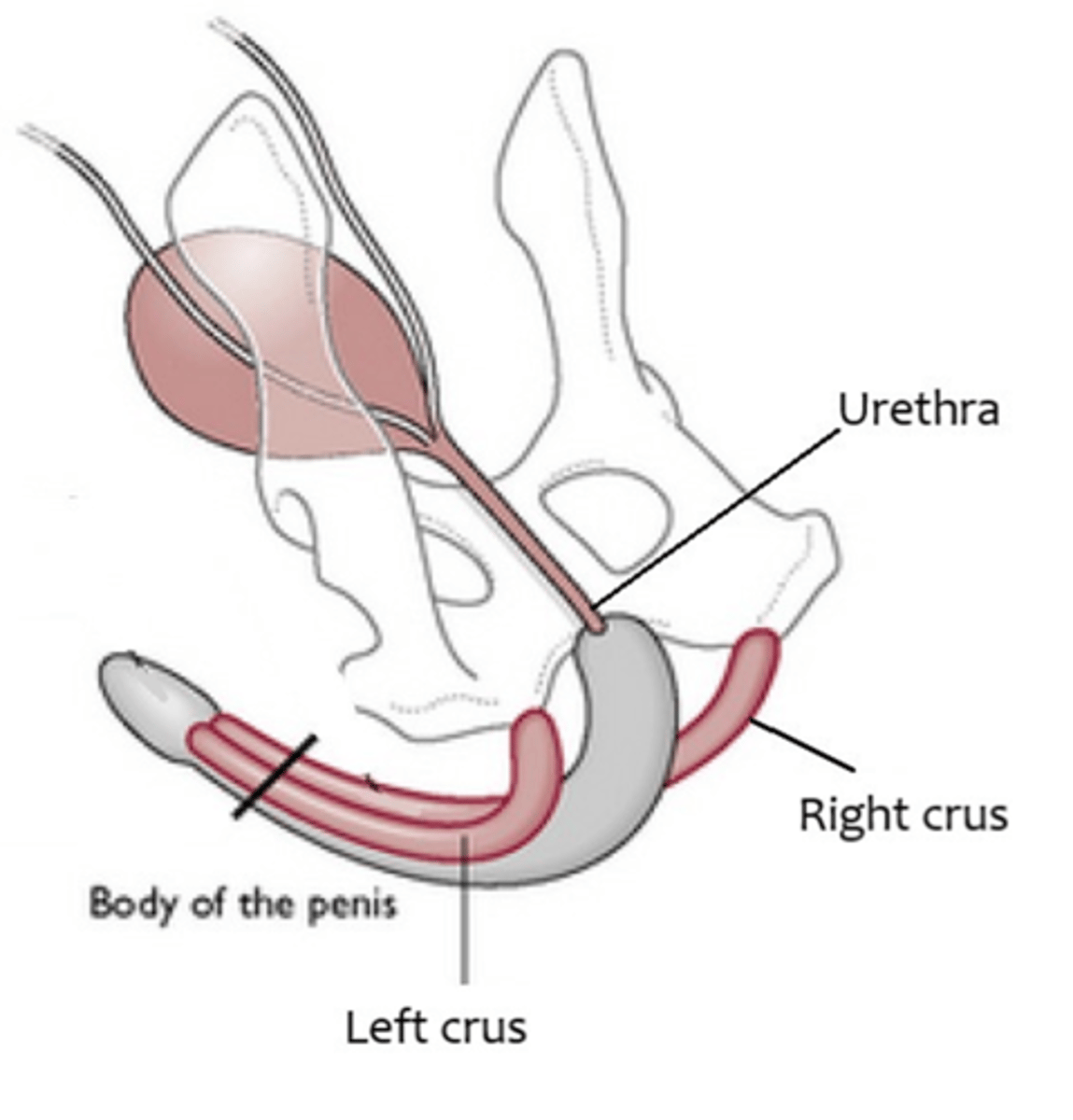 <p>proximal ends of corpora cavernosa that anchor penis to pelvis</p>