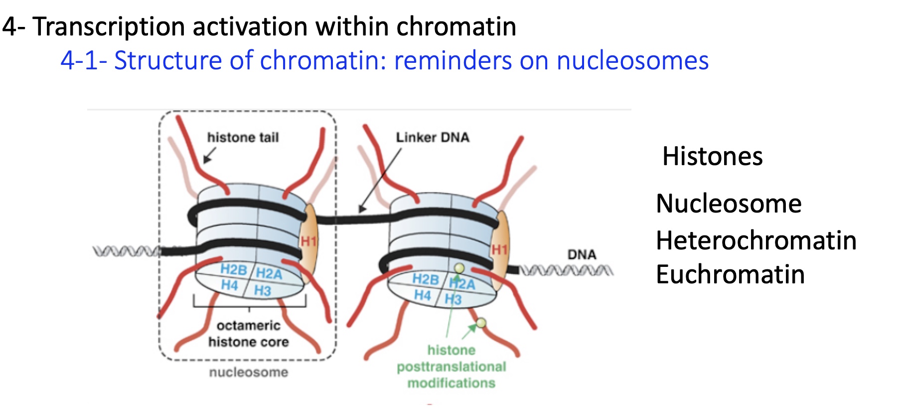 <p>organised in nucleosomes :&nbsp;</p><ul><li><p>histones wrapped around by DNA</p></li><li><p>histone tailed </p></li><li><p>linker DNA that connects the 2 nucleosomes &nbsp;</p></li></ul><p></p>