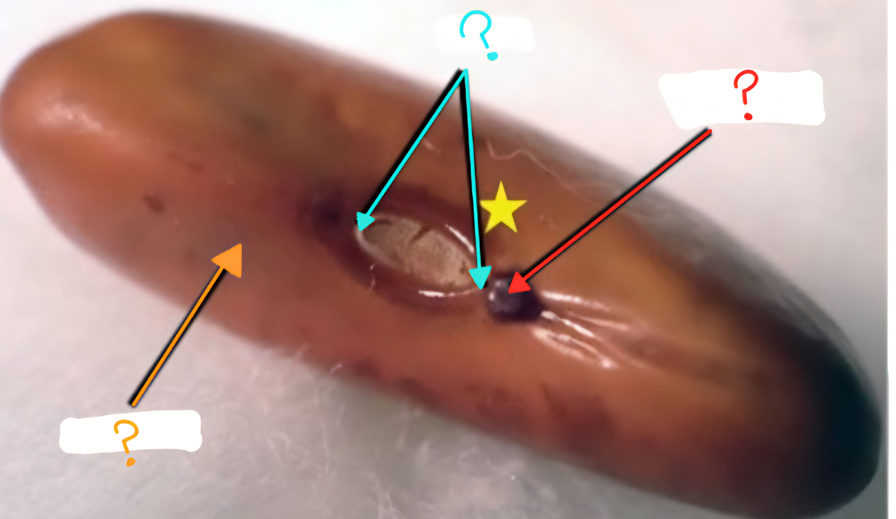 <p>What is labeled by the orange arrow?</p>