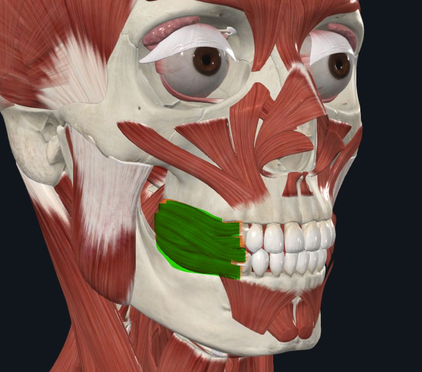 <p><strong>Nombre alterno: </strong>Trompetero</p><p><strong><mark data-color="yellow" style="background-color: yellow; color: inherit">Origen: </mark></strong><mark data-color="yellow" style="background-color: yellow; color: inherit">Cresta buccinatriz</mark></p><p><strong><mark data-color="blue" style="background-color: blue; color: inherit">Inserción: </mark></strong><mark data-color="blue" style="background-color: blue; color: inherit">Comisura de los labios y tejido subcutáneo</mark></p><p><strong><mark data-color="red" style="background-color: red; color: inherit">Acción: </mark></strong><mark data-color="red" style="background-color: red; color: inherit">Inflar carillos. Escupir, Soplar</mark></p><p><strong><mark data-color="purple" style="background-color: purple; color: inherit">Inervación: </mark></strong><mark data-color="purple" style="background-color: purple; color: inherit">Nervio Facial</mark><strong><br><mark data-color="green" style="background-color: green; color: inherit">Relaciones: </mark></strong></p><p><mark data-color="green" style="background-color: green; color: inherit">Mitad arriba por nervio temporofacial<br>Mitad abajo por nervio cervicofacial</mark></p><p><strong>Notas: </strong>Satélite del conducto de stenon</p>