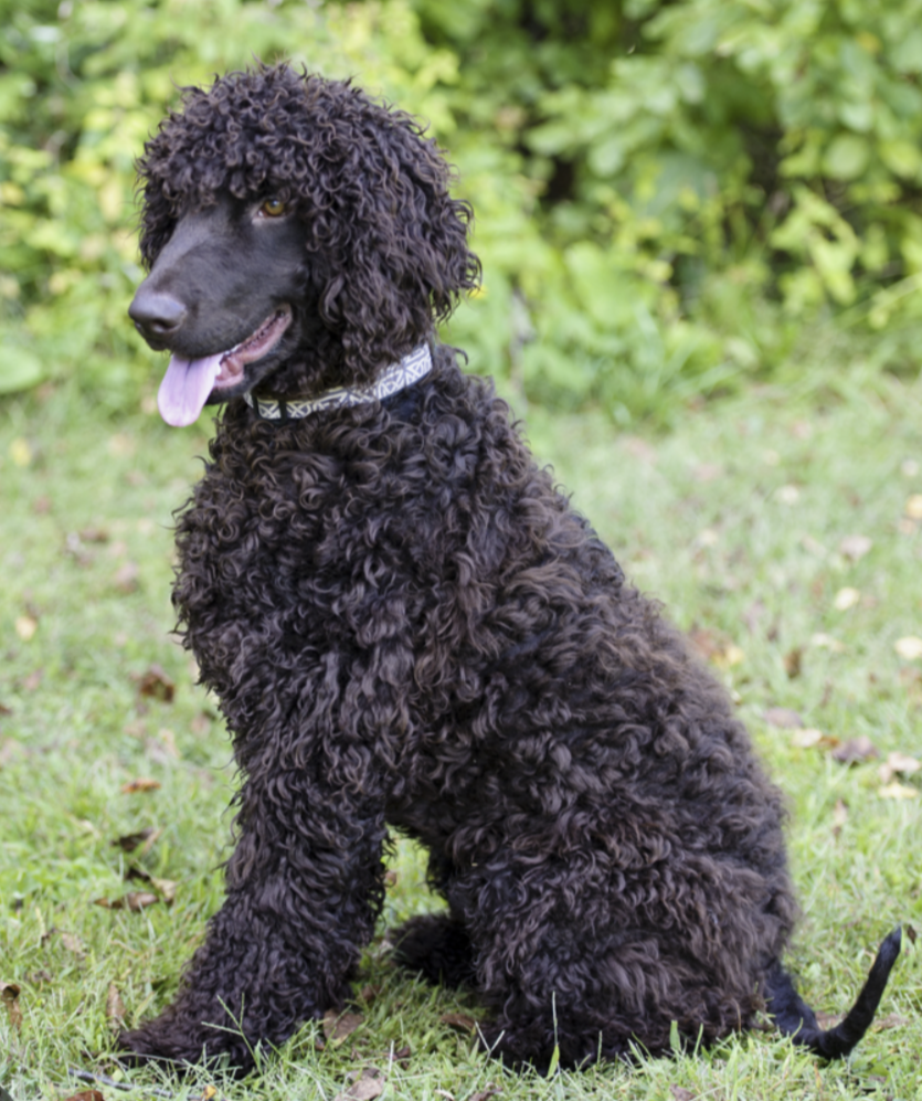 <ul><li><p>Sporting category </p></li><li><p>curled coat; protects the dog from getting waterlogged </p></li><li><p>Only allowed color: liver </p></li></ul><p></p>