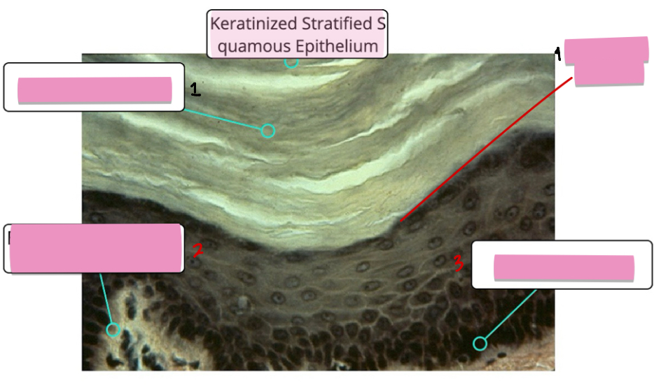 <p>(4) Keratinized Stratified Squamous Epithelium tissue cellular characteristics</p>