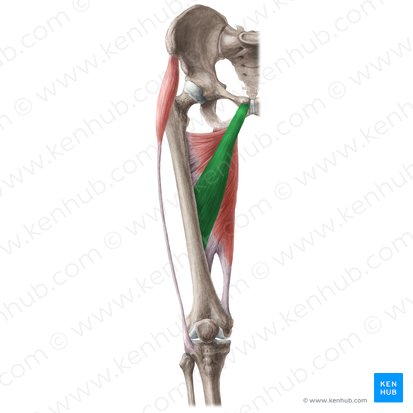 <p>closest to the knee; more lateral than the adductor magnus</p>