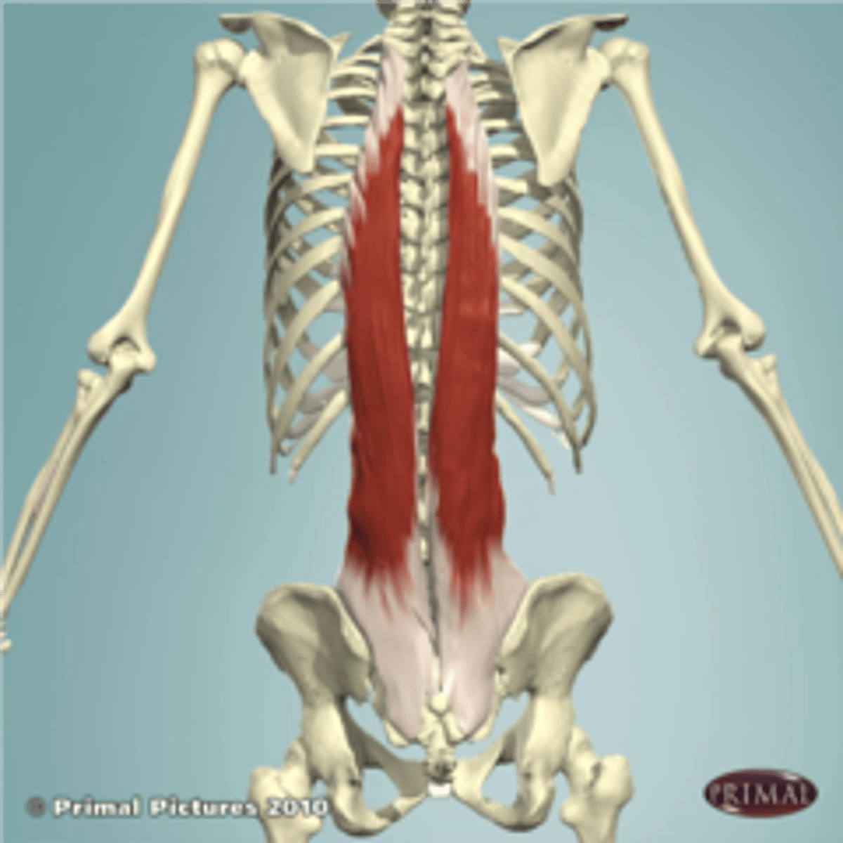 <p>transverse processes of thoracic and lumbar vertebrae</p>
