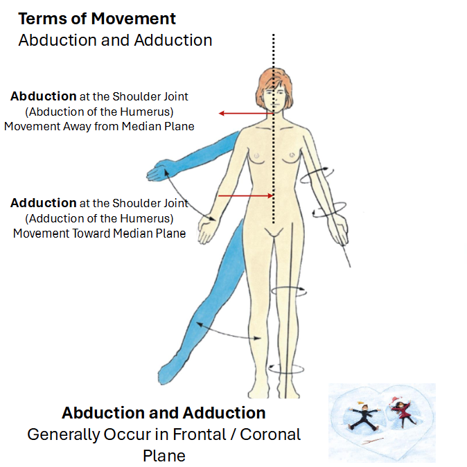 <p>Abduction: Movement away from the median plane/midline</p><p>Adduction: Movement toward the median plane/mindline</p><p>*Think ADDuction -&nbsp;“add” to the body</p>