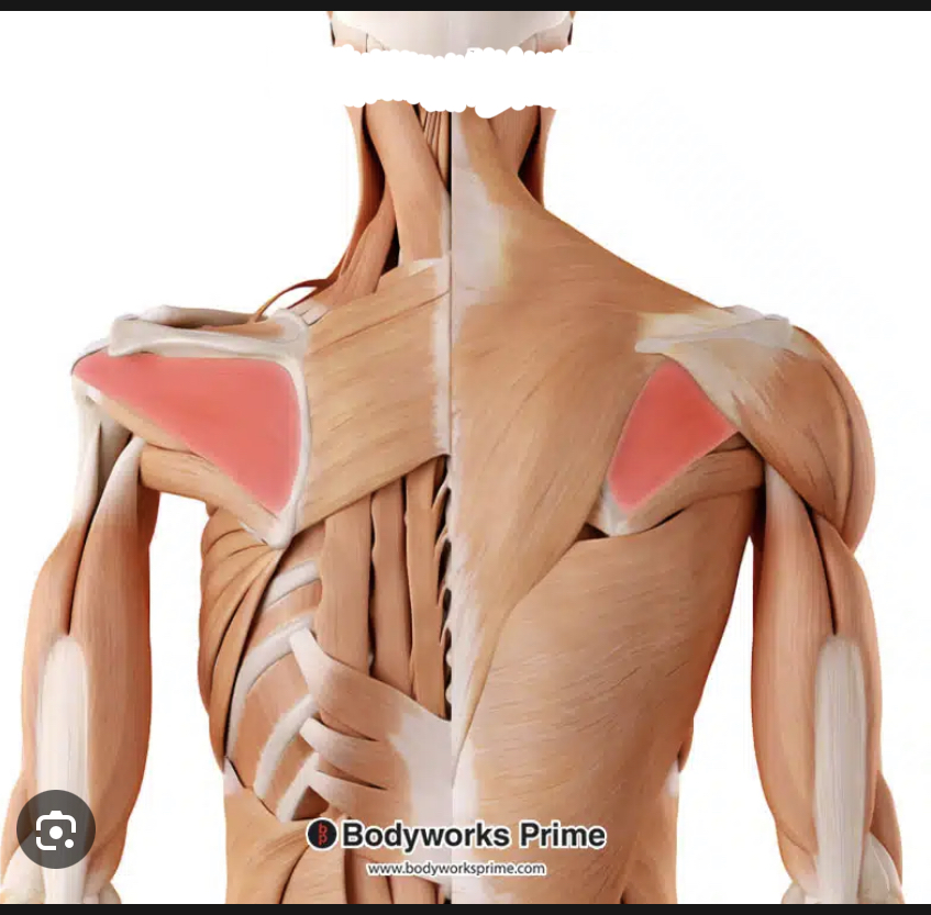 <p>Identify the highlighted muscle</p>