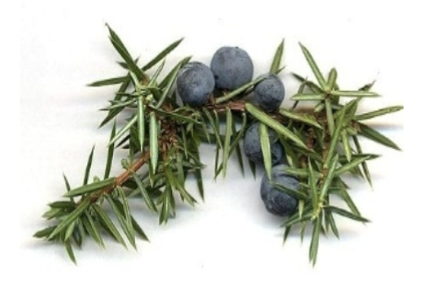 <p>what plant family is this from? what is it?</p>