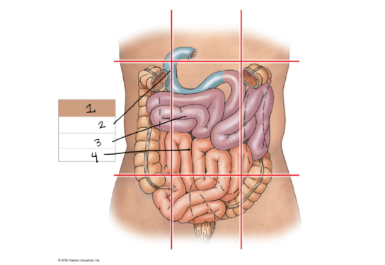 <p>3 segments of the small intestine </p>