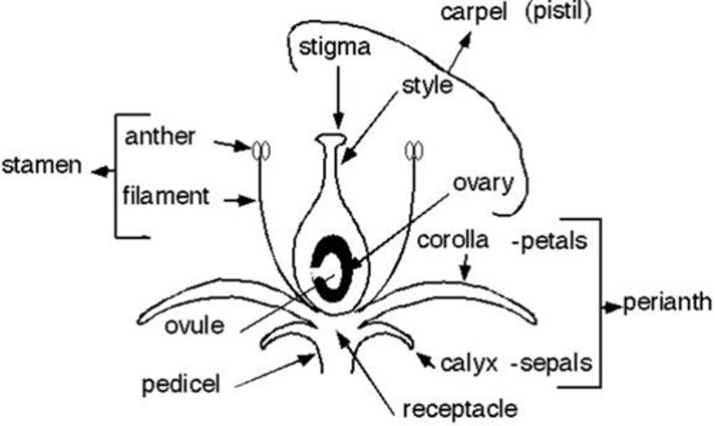 <p>= pistil, carp female reproductive parts of a flower.<br>- Stigma + Style + Ovary</p>