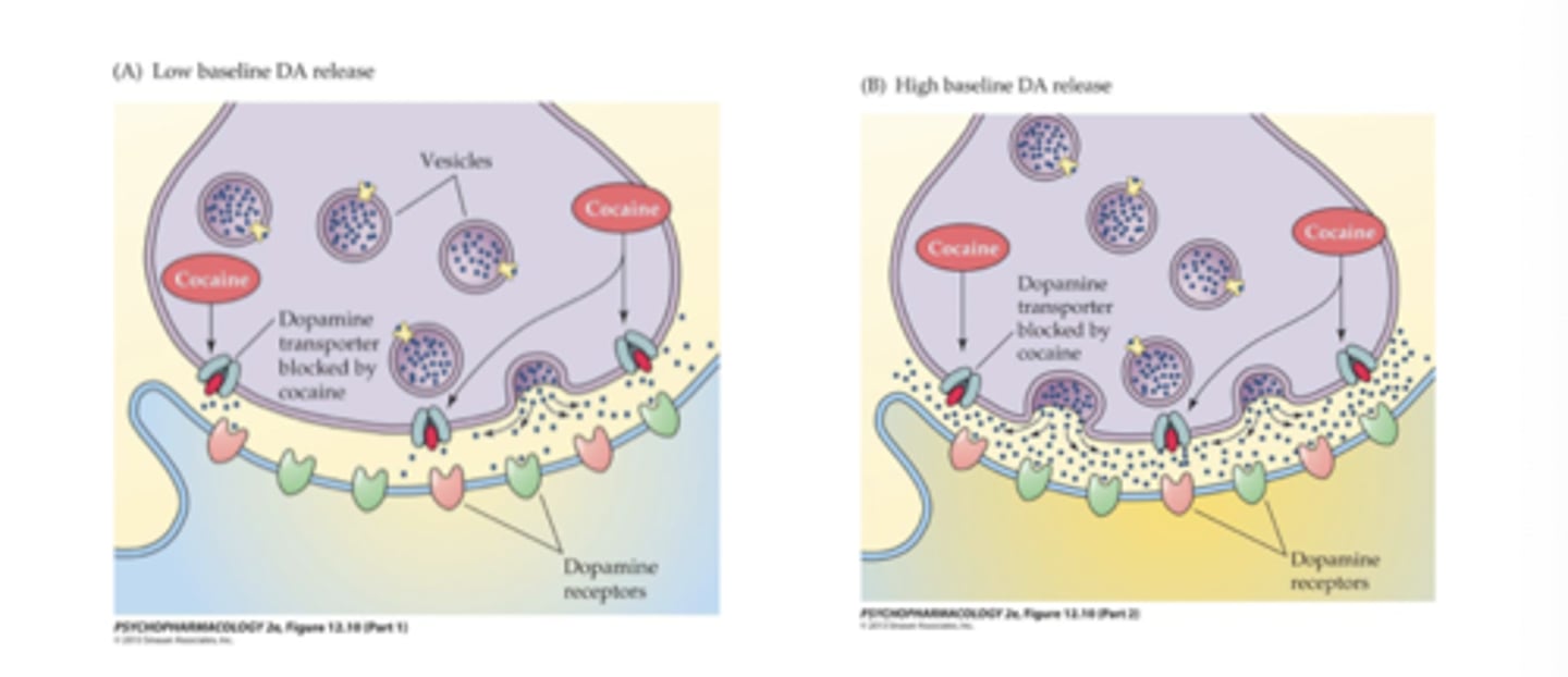 <p>amount of DAT occupancy ( to experience a “high”, DAT occupancy needs to be ~50%) but also on:</p><p>- Rate at which DAT occupancy occurs&gt;&gt;&gt;ROI-dependent</p><p>- Baseline level of DA release in the mesolimbic pathway </p><p>-Individual differences—may account for susceptibility to</p><p>abuse</p>