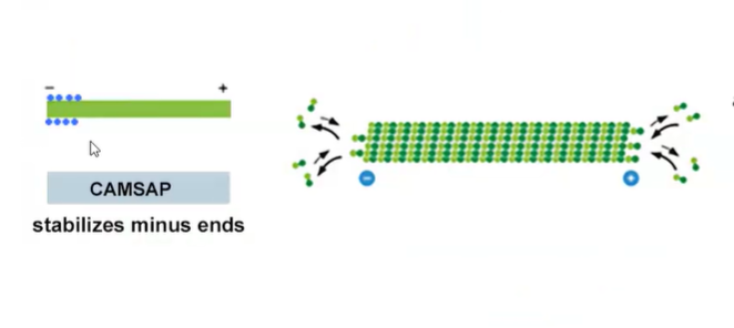 <ul><li><p>gamma-TuRC (nucleates and associates with (-) end)</p></li><li><p>centrosome - starting point for all microtubules</p></li><li><p>Augmin - nucleates microtubule branching</p></li><li><p>camsap - stabilizes newly broken MTs</p></li></ul><p></p>
