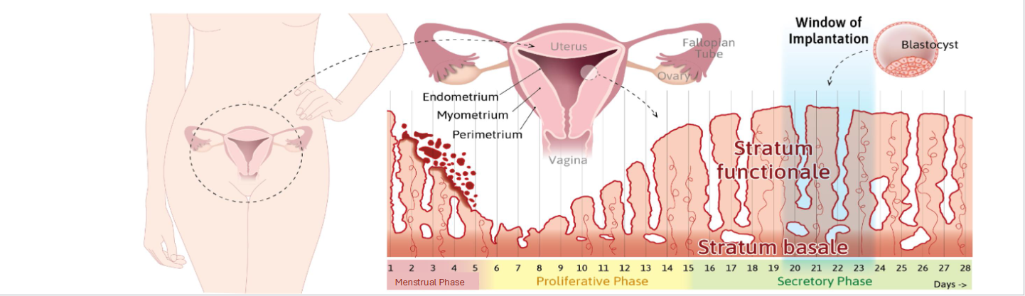 <p><span style="color: rgb(0, 0, 0);"><span>• Progesterone from corpus luteum stabilizes and thickens endometrium<br>• Glands coil and secrete nutrients<br>• Uterus readies for implantation<br>•</span><strong><span> Key Idea: </span></strong><span>“Progesterone prepares for pregnancy.”</span></span></p>