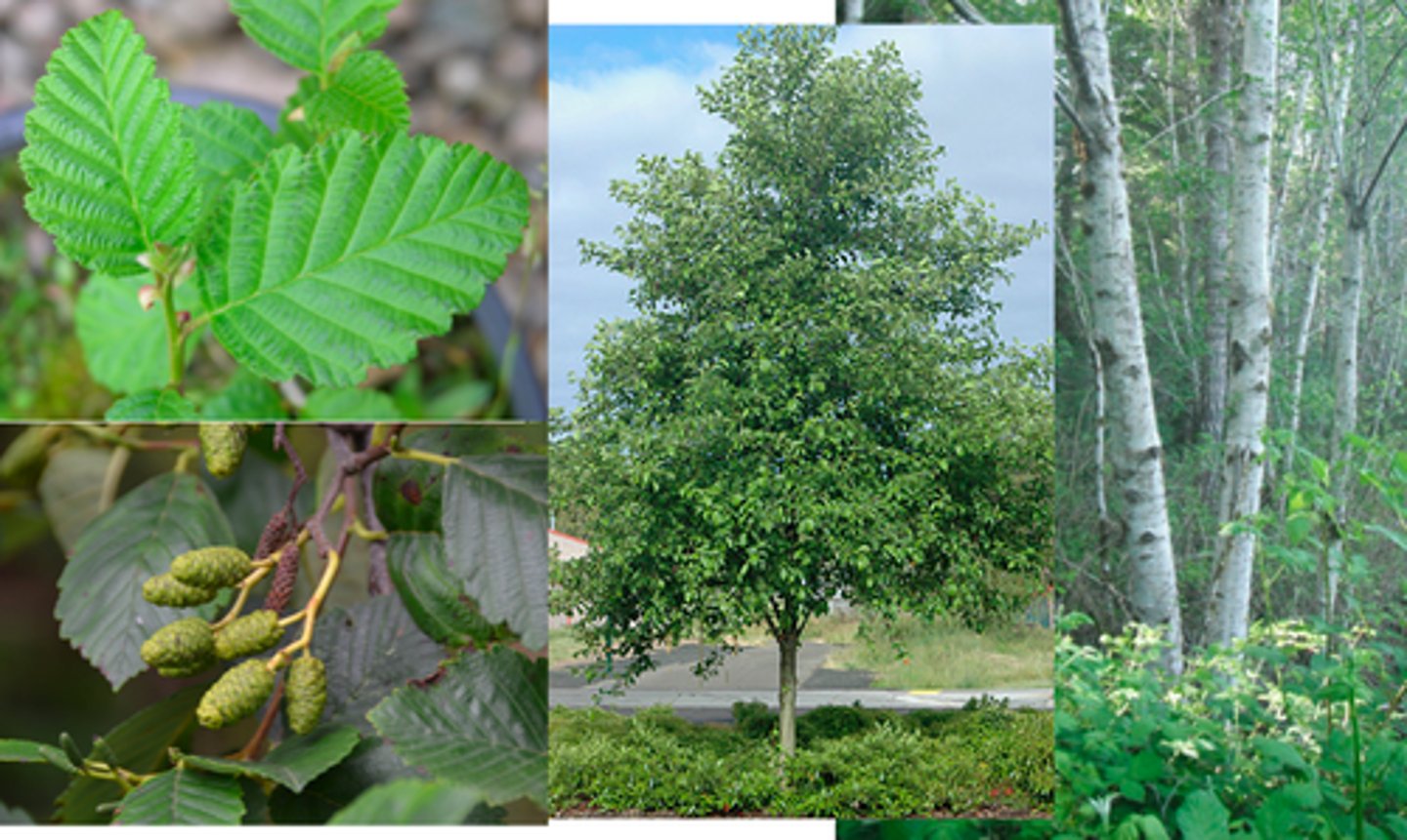 <p>Key ID traits</p><p>- Red alder has smooth, gray bark often mottled with white lichens, and oval, toothed leaves with rolled-under edges on the back of the leaf</p><p>Pioneer Species</p><p>- One of the first trees to colonize disturbed areas like clearings or roadsides.</p><p>- Fast-growing and often forms dense stands in early successional forests.</p><p>Nitrogen Fixer</p><p>- A super important nitrogen fixer! Forms a symbiotic relationship with nitrogen-fixing bacteria (from the genus Frankia), which live in nodules on its roots and convert atmospheric nitrogen into a form the tree can use (and anybody who has a garden knows how important nitrogen is)</p><p>- This process enriches the surrounding soil, benefiting nearby plants and playing a key role in forest regeneration—especially after disturbances like logging or landslides</p><p>Uses</p><p>- Many craftsman like the woodgrain & often use in woodwork projects.</p><p>- Good fuel for smoking salmon and other fish</p><p>- Inner bark eaten (strong antibiotic components)</p><p>- Catkins are a strong antifungal- used as an external wash</p>