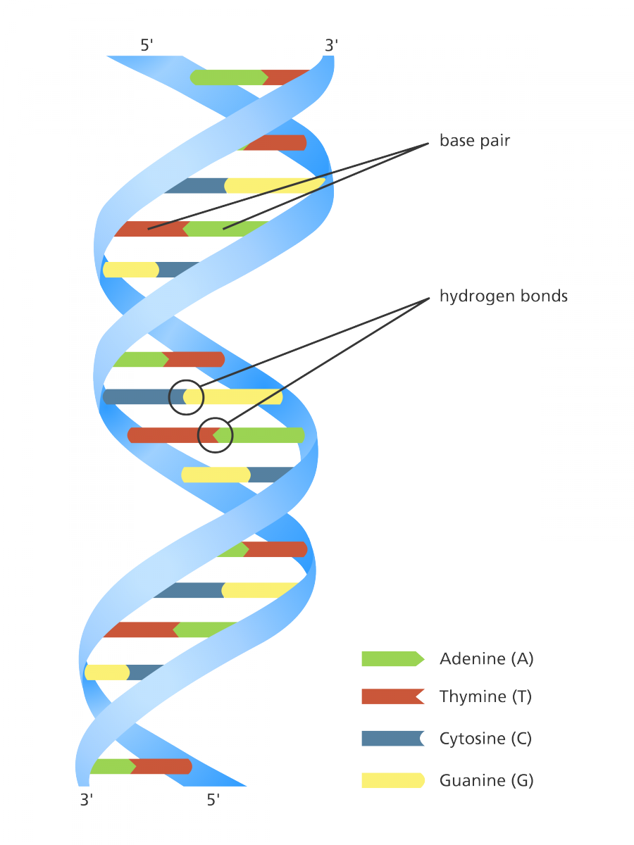 <p>DNA</p>