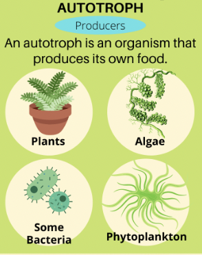 <p>Producer=Autotrophs</p><p>An organism that produces its own food (ex. Plants, algae</p>