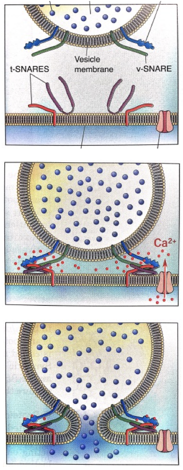 <ol><li><p><strong>Vesicle Release:</strong></p><ul><li><p>Vesicles need SNARE proteins to dock and release.</p></li></ul></li><li><p><strong>Docking Mechanism: </strong></p><ul><li><p>Tails bind to each other in the presence of calcium, allowing the vesicle to dock</p></li></ul></li></ol><p></p>