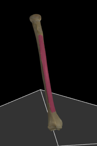 <p>De drie vlakken van de radius.</p>