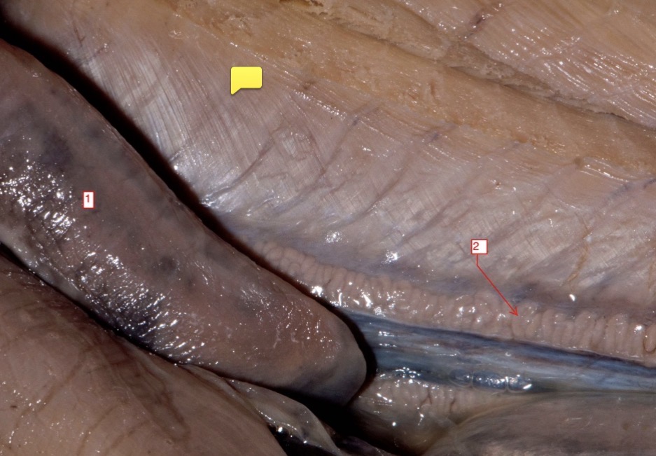 <p>male shark- (1)</p>