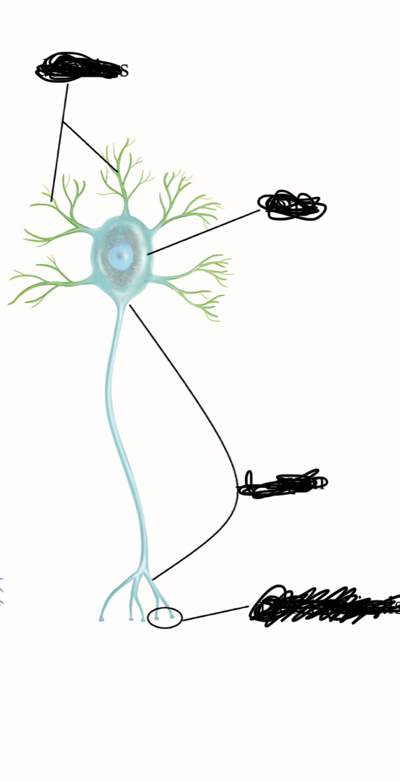 <p>What type of cell is this?</p>