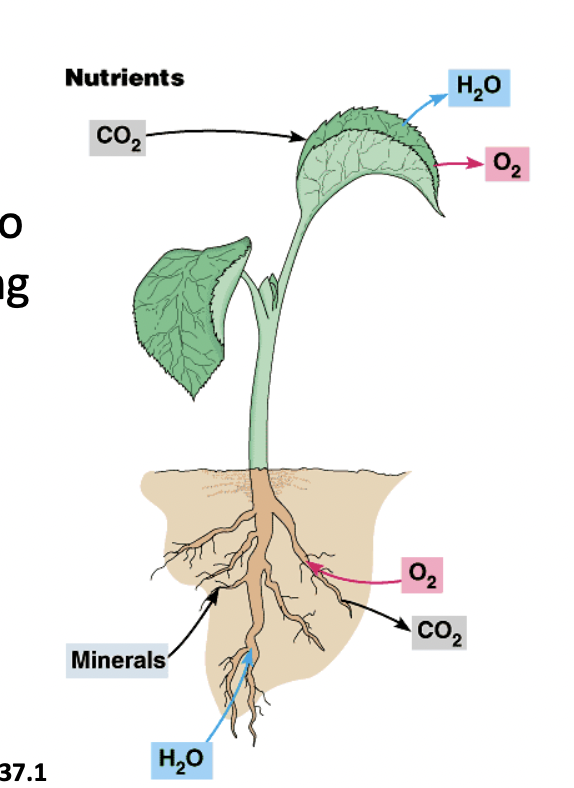 <p>The uptake of nutrients occurs at both the roots and the leaves</p><ul><li><p>roots absorb water and minerals from the soil</p></li><li><p>Carbon dioxide diffuses into leaves from the surrounding air through stomata</p></li></ul><p></p>