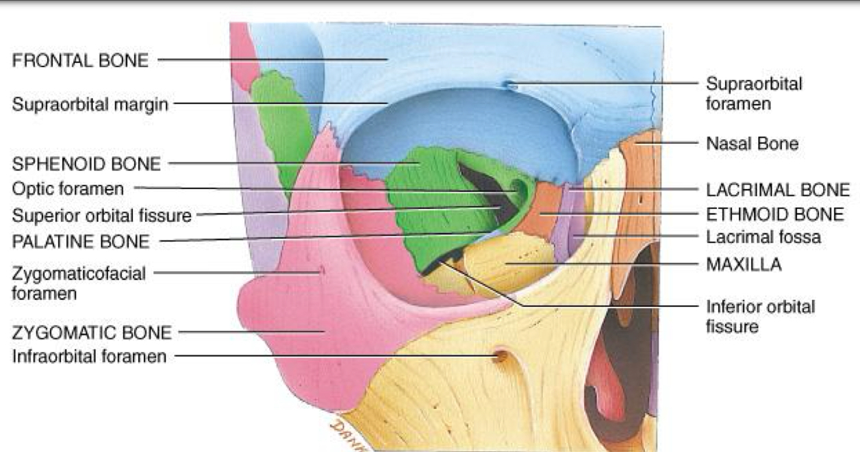 <p>Medial wall: maxilla, lacrimal, ethmoid, palatine, sphenoid, Frontal bones. </p><p>Lateral wall: zygomatic, frontal. </p><p>Superior wall: frontal. Inferior wall: maxilla, zygomatic, palatine bones</p>