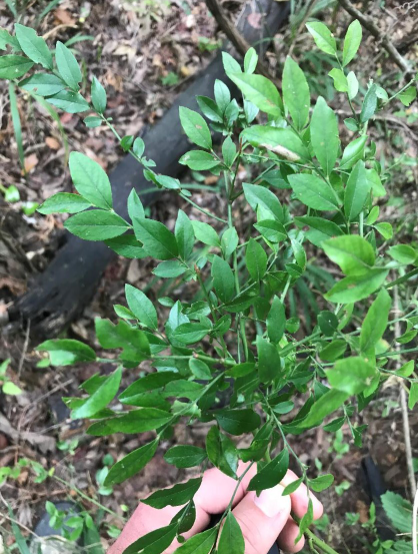 <p>What are the genus and specific epithet of this plant?</p>
