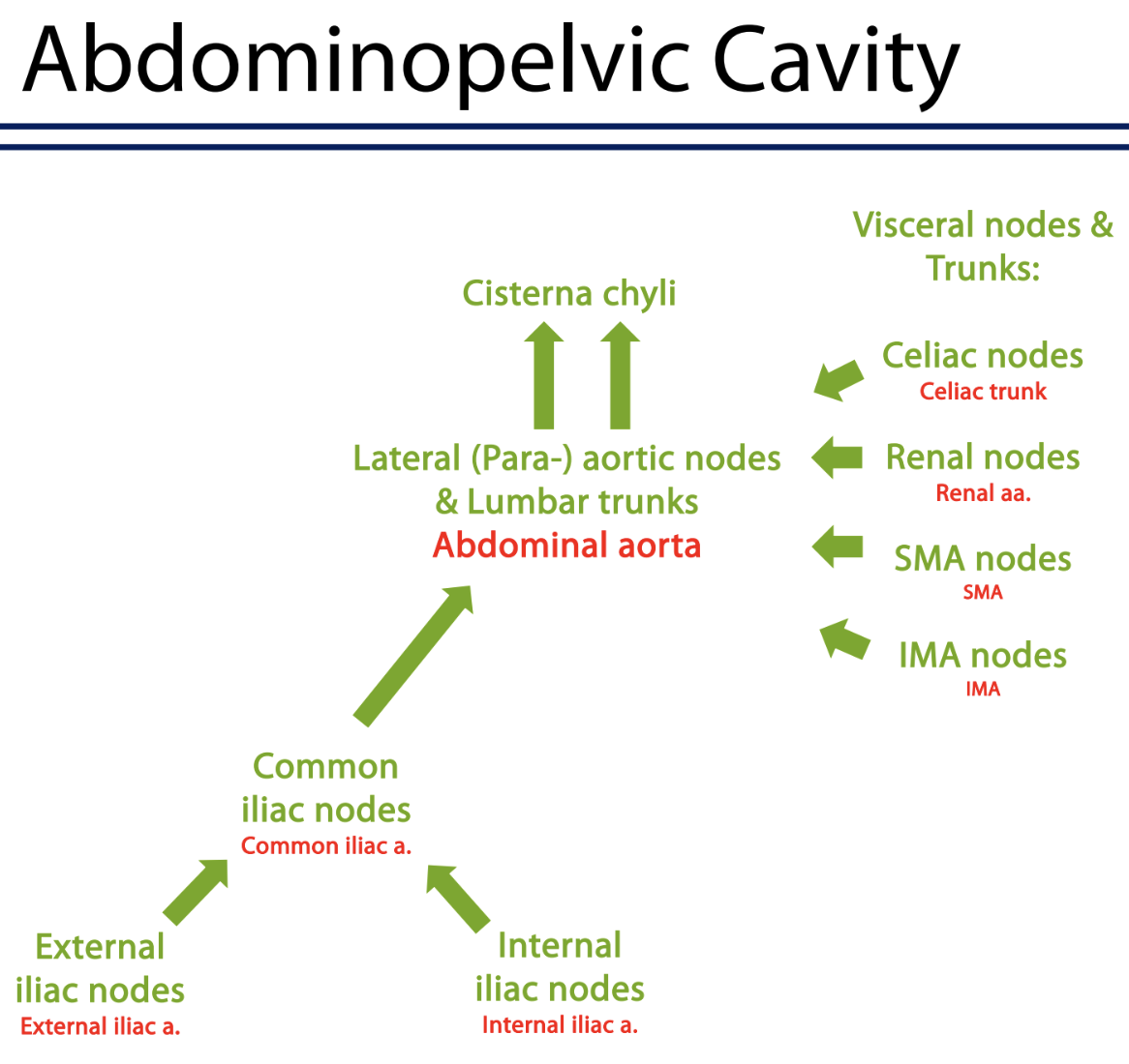 <p><strong>abdominopelvic cavity</strong></p><ul><li><p>everything in the abdominopelvic cavity drains into the ______</p></li></ul><p></p>