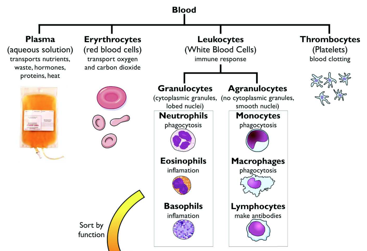 <ul><li><p><strong>Plasma (aqueous solution):</strong> transports nutrients, waste, hormones, proteins &amp; heat</p></li><li><p><strong>Erythrocytes (red blood cells)</strong>: transport oxygen &amp; carbon dioxide</p></li><li><p><strong>Leukocytes (white blood cells):</strong> responsible for immune response</p></li><li><p><strong>Thrombocytes (platelets):</strong> responsible for blood clotting</p></li></ul><p></p>