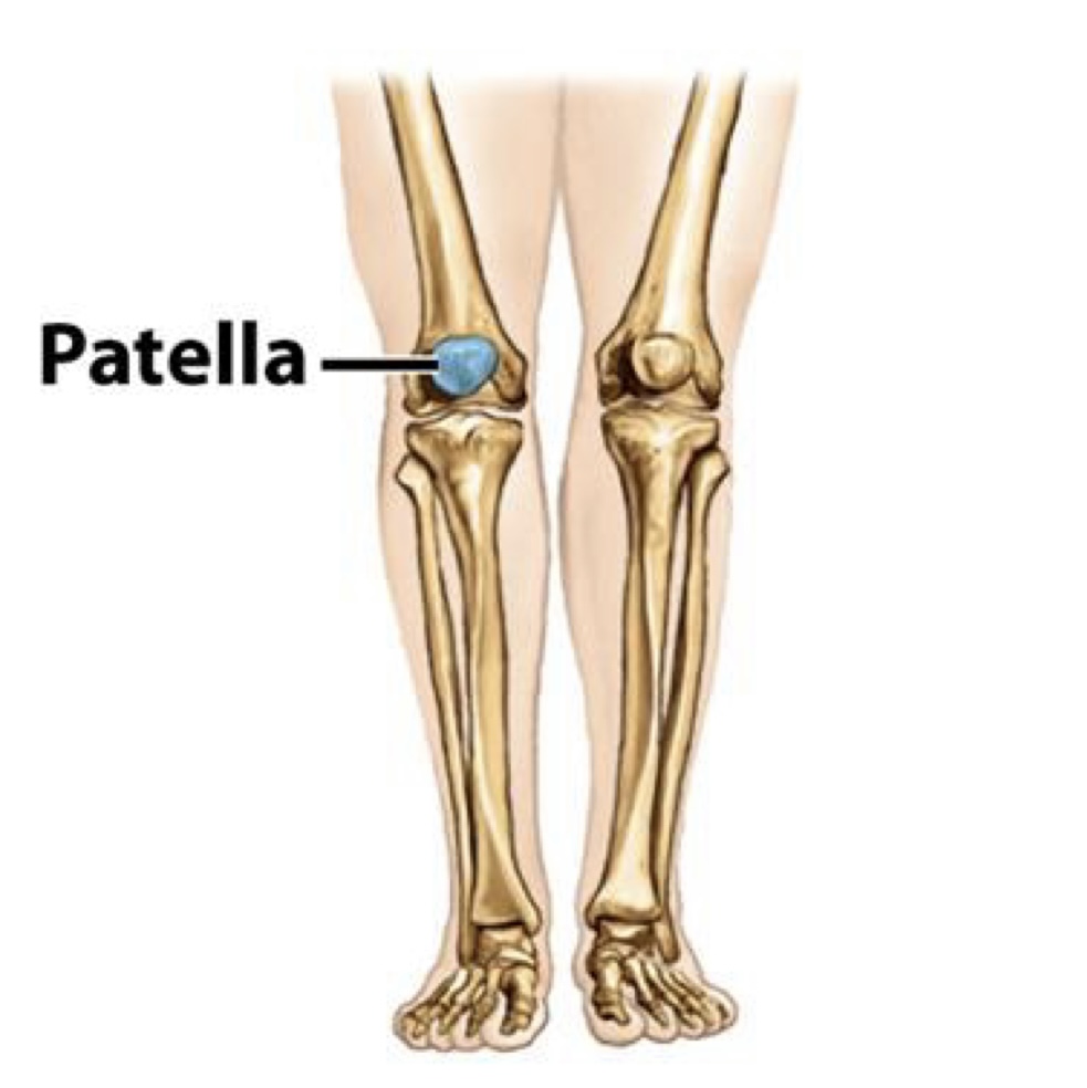<p><span><span>Patella</span></span></p>