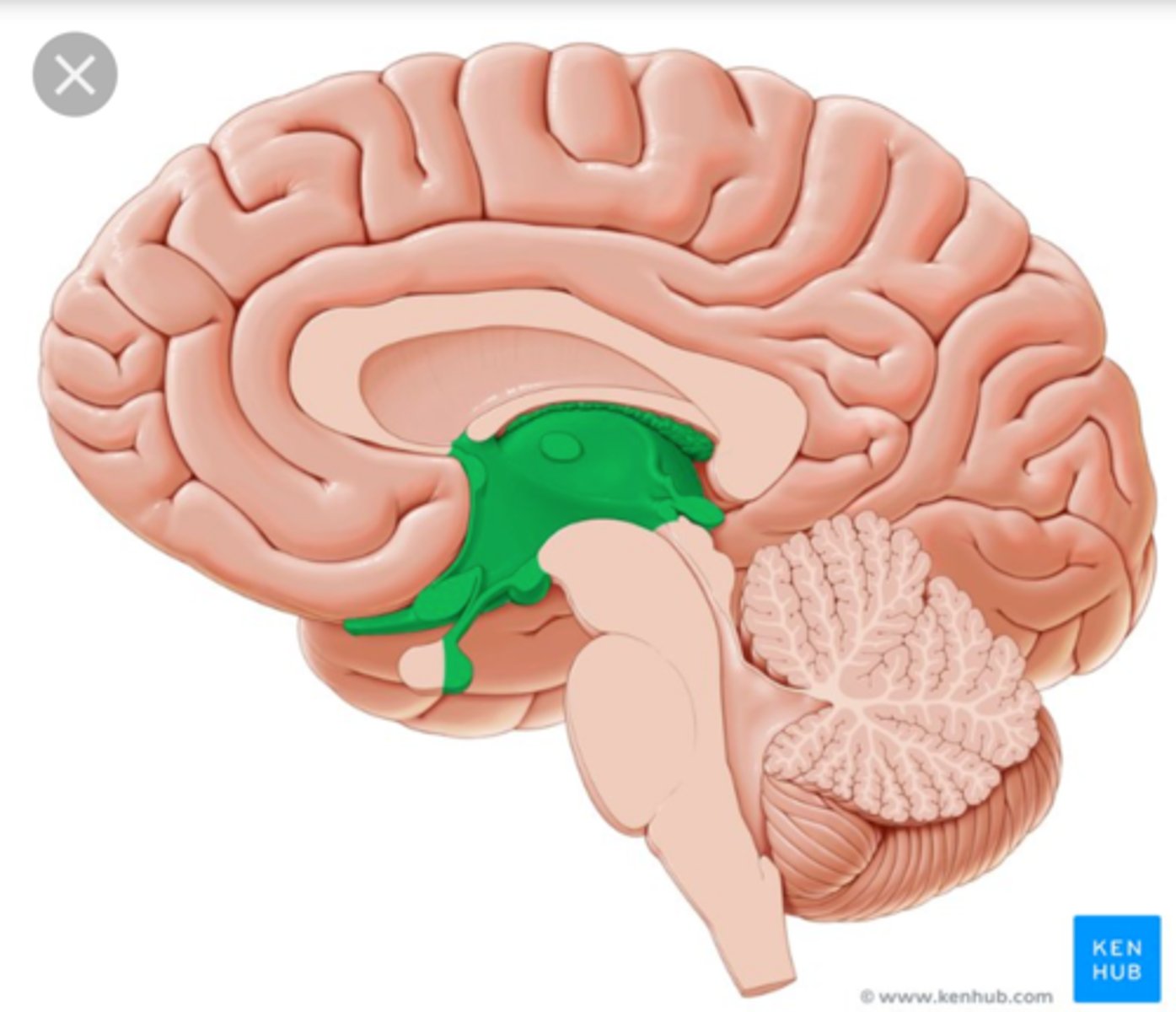 <p>A region at the centre of the brain containing the thalamus and hypothalamus</p>