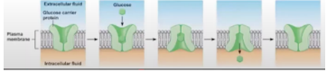 <p>Involves binding a substrate on a specific solute binding site</p>