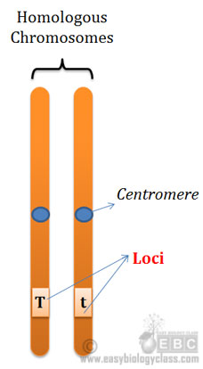 <p>A chromosome’s locus (pl loci)</p>