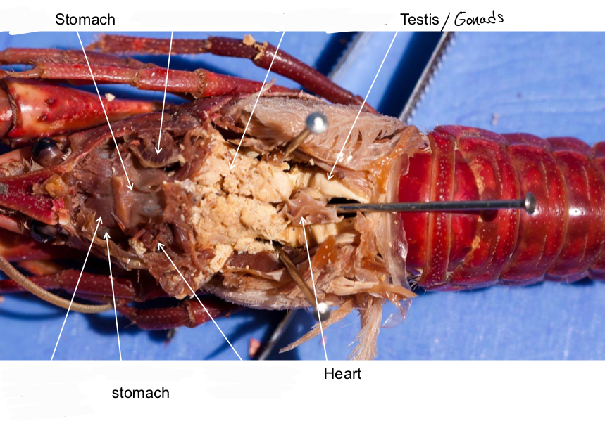 <p>Grouping: Protostome</p><p>Grouping: Ecdysozoa</p><p>Phylum: Arthropoda</p><p>Subphylum: Crustacea</p><p>Class: Malacostraca</p><p>Order: Decapoda</p>