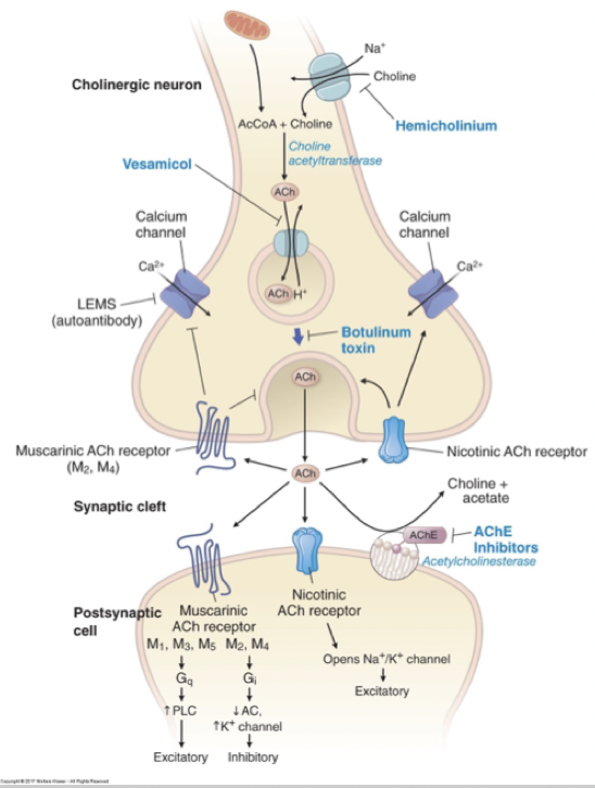 <ol><li><p><strong>Agonister</strong>: verkar som acetylkolin. </p></li><li><p><strong>Antagonister</strong>: antikolinerga, används vid tex bradykardi och urininkontinens. </p></li><li><p><strong>Hämmar nedbrytning</strong>: reversibla eller irreversibla kolinesterashämmare → ökat cellsvar.</p></li><li><p><strong>Påverkar Ach frisättning</strong>: minskad ach-frisättning. </p></li></ol>