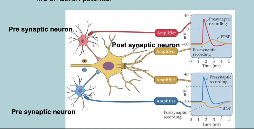 <p>Excitatory postsynaptic potential (EPSP = DEPOLARIZING graded potential) </p><ul><li><p>Brings the POTENTIAL MEMBRANE closer to the threshold, thus increasing the probability that the cell will fire an ACTION POTENTIAL&nbsp;</p></li></ul><p></p>