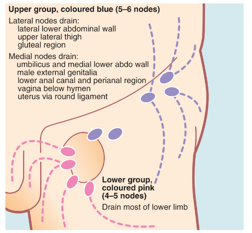 * inguinal lymph nodes are clustered into 3 anatomical groups → drain the lower abdominal wall and lower back, perineum (including vulva and vagina), anal canal, penis and scrotal skin and the whole lower limb
* the testes are derived from the retroperitoneal area and hence drain to the upper paraaortic nodes within the abdomen rather than inguinal nodes
* may become secondarily enlarged as a result of local disease in their field of drainage

  may also be  part of a generalised lymphadenopathy in lymphoma or a systemic infection
* inguinal nodes may also become involved in tuberculosis
* clinical features:
  * pain or a lump in the groin
  * often discovered incidentally
  * recognised by their anatomical position and by excluding hernias or vascular abnormalities
  * usually mobile but become fixed to the surrounding tissues, when infiltrated by tumour
  * if in doubt → US usually gives a definitive answer + can guide percutaneous needle biopsy
  * typically nodes <1 cm are unlikely to be malignant
* *the history may need to be reviewed for clues as to the origin of any nodes. A history of systemic manifestations of lymphoma, TB or AIDS should be sought. These include malaise, periodic fevers and weight loss. There may be a history of a ‘mole’ or ‘wart’ having been removed, even many years before. If this was a malignant melanoma or squamous carcinoma, it could now have metastasised. Other symptoms of tumours that metastasise to inguinal lymph nodes should be sought; for example, anal pain or bleeding might indicate an anal carcinoma, and an unretractable foreskin may hide a penile carcinoma*
* examination:
  * palpate lymph nodes in the neck and axillae
  * palpate the liver and spleen
  * skin of the whole drainage field should be examined closely, especially the back, perineum and feet and beneath the foreskin
  * examination may reveal infection, squamous cell carcinoma or malignant melanoma
  * rectal examination is mandatory to exclude anal carcinoma
  * a blood test for HIV antigen may be indicated
* *if enlarged lymph nodes cannot be explained by simple local factors or a systemic illness, nodes should be sampled for histology. If metastatic malignancy is suspected, fine-needle aspiration or needle core biopsy is appropriate, but if lymphoma is likely, a node should be surgically removed or be subject to an open biopsy to obtain substantial tissue for histological typing*