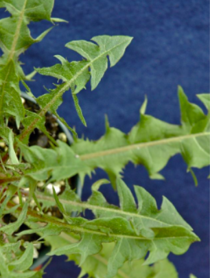 <p>Dandelion (Asteraceae)</p>