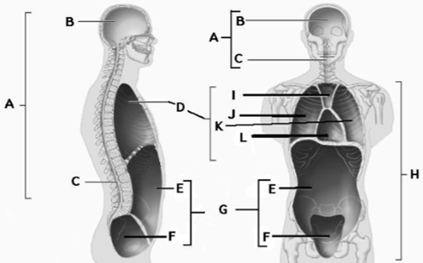 <p>What is the term for the cavity indicated by the letter E?</p>