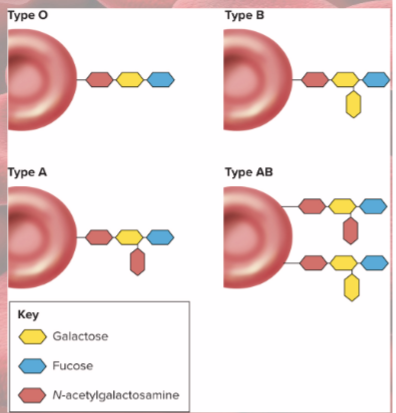 <p>antigen A &amp; B</p><p>determined by carbohydrate moieties</p>