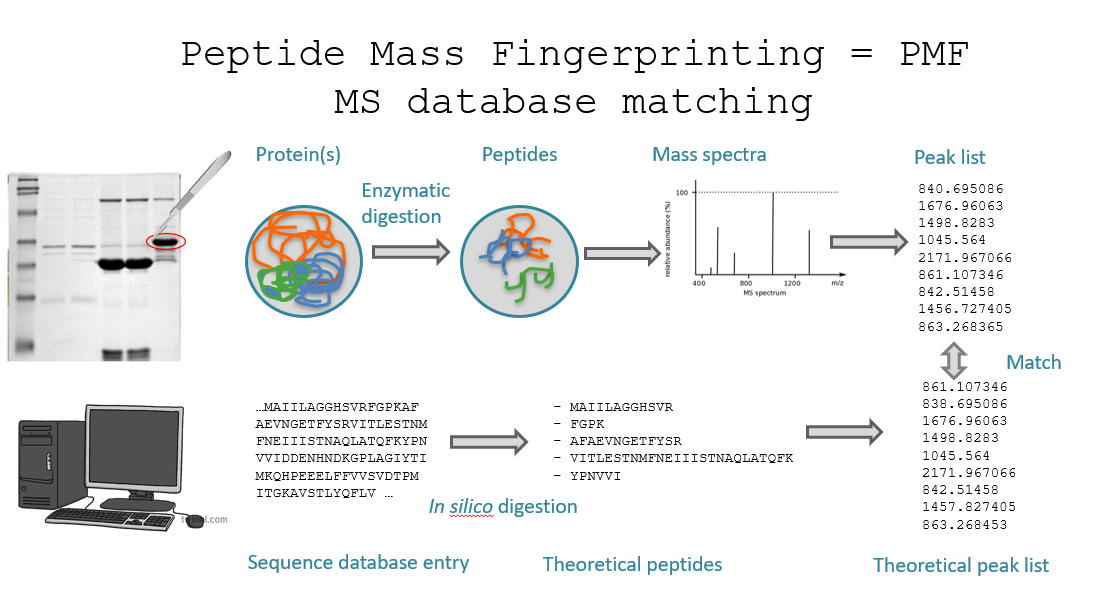 <p><strong>Peptide Mass Fingerprinting (PMF)</strong> is a <strong>protein identification</strong> technique where a protein is enzymatically digested into peptides, the <strong>masses of these peptides are measured</strong>, and the resulting “fingerprint” is compared to <strong>theoretical peptide masses</strong> from a <strong>protein database</strong>.</p><p>The idea is that<span style="color: red"><strong> each protein has a unique pattern of peptide masses after digestion</strong></span>, like a fingerprint, that can be matched computationally.</p><p><span style="color: #ffffff"><strong><u>Workflow</u></strong></span></p><ol><li><p><strong><u>Protein separation</u></strong>: using 2D gel electrophoresis or SDS-PAGE. Each spot or band ideally contains a single purified protein.</p></li><li><p><strong><u>Enzymatic digestion</u></strong>: the isolated protein is digested with an enzyme, usually trypsin. Trypsin cleaves at the C-terminal of lysine and arginine, unless followed by proline. This results in a <span style="color: red"><strong>set of peptides of known cleavage rules</strong></span>.</p></li><li><p><strong><u>Mass spectrometry (MS)</u></strong>: the resulting peptides are introduced into a mass spectrometer. This produces a mass spectrum: a list of mass/charge (m/z) values. This set of masses is the <span style="color: red"><strong>peptide mass fingerprint</strong></span>.</p></li><li><p><strong><u>Database search</u></strong>: a computational algorithm (e.g. MOWSE, Mascot) compares the measured peptide masses to theoretical masses from in silico digestion of proteins in a database. The protein whose theoretical peptide masses best match the experimental ones is identified as the source.</p></li></ol><p></p>