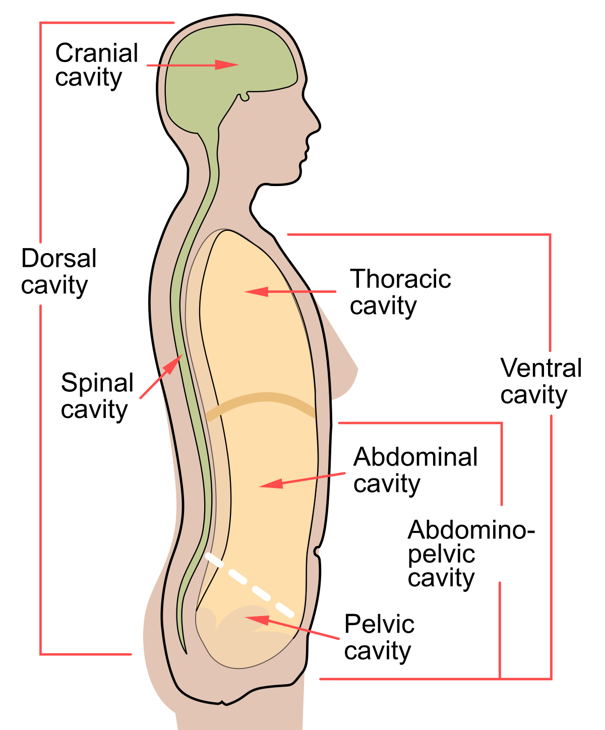 <p>ventral (pericardial, pleural, abdominal and pelvic cavities) and dorsal (cranial and vertebral)</p>