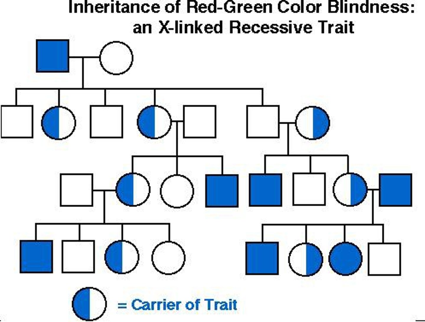 <p>examples would colorblindness and hemophilia</p>