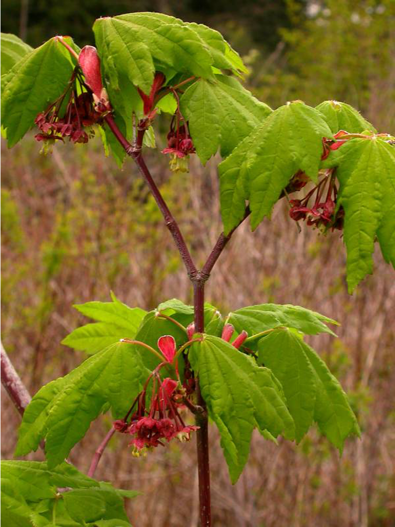 <p>leaves opposite!! and usually palmately lobed</p><p>think maple</p><p>petals reduced/lost in some</p><p>usually has winged seeds</p><p></p>