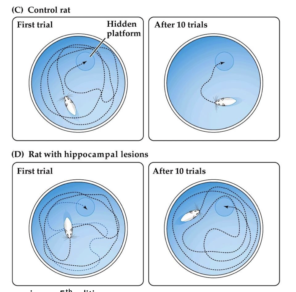 <p>-rat with hippocampal lesion —&gt; even with many trials cannot learn to/remember platform </p>
