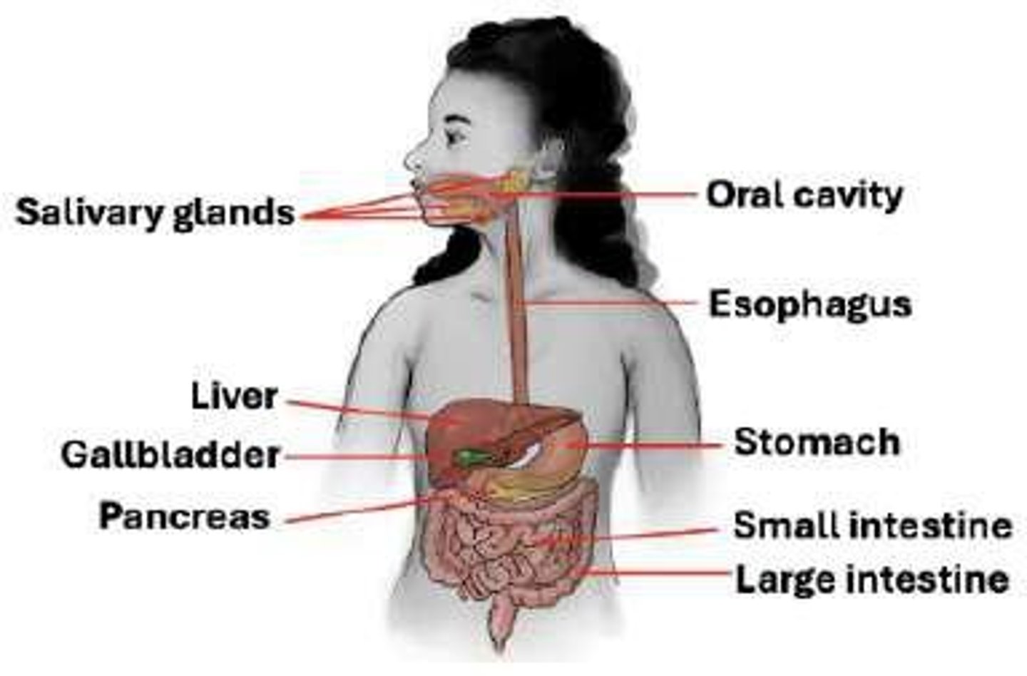 <p>By preventing harmful pathogens and toxins from entering the body through food.</p>